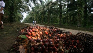 Harga CPO Membaik, PTPN IV Targetkan Laba Rp1 Triliun